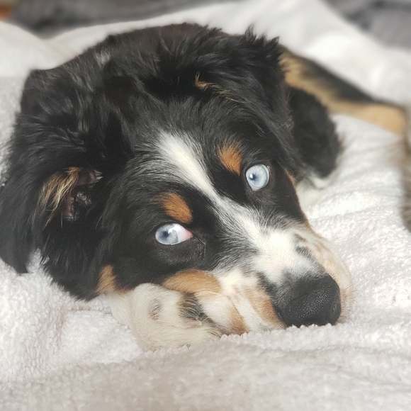 Meet your Posher, Corry - Picture 2 of 2